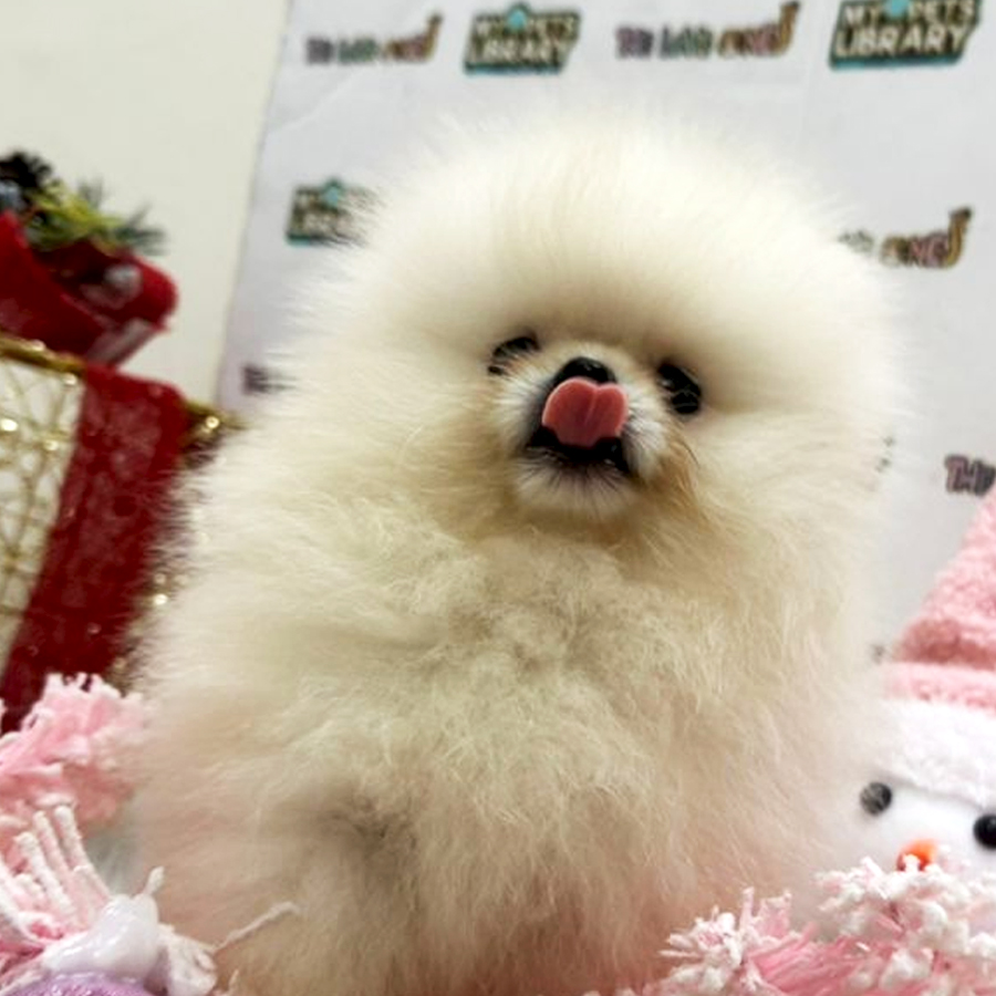 Tiny Pomeranian Puppy