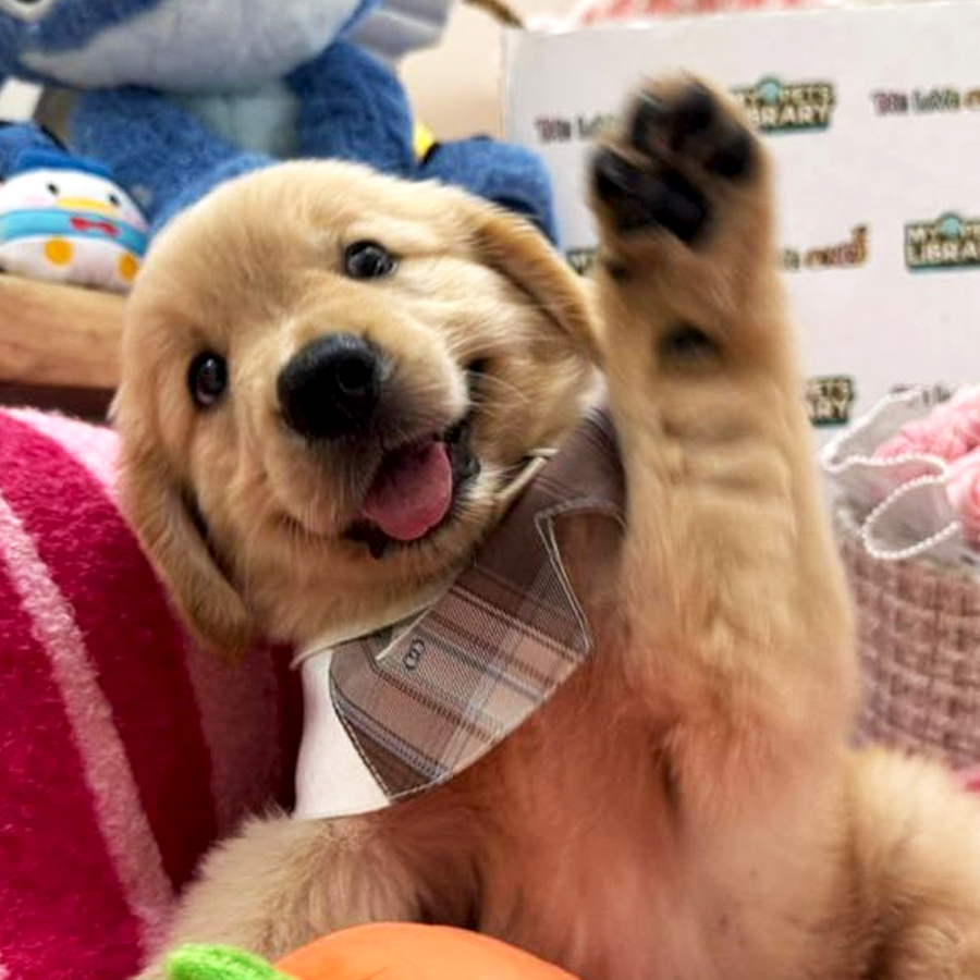 Golden Retriever Puppy