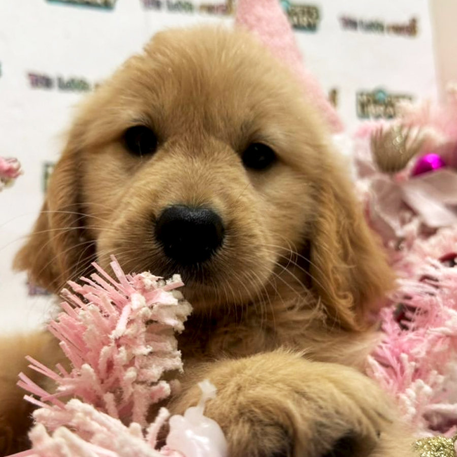 Golden Retriever Puppy