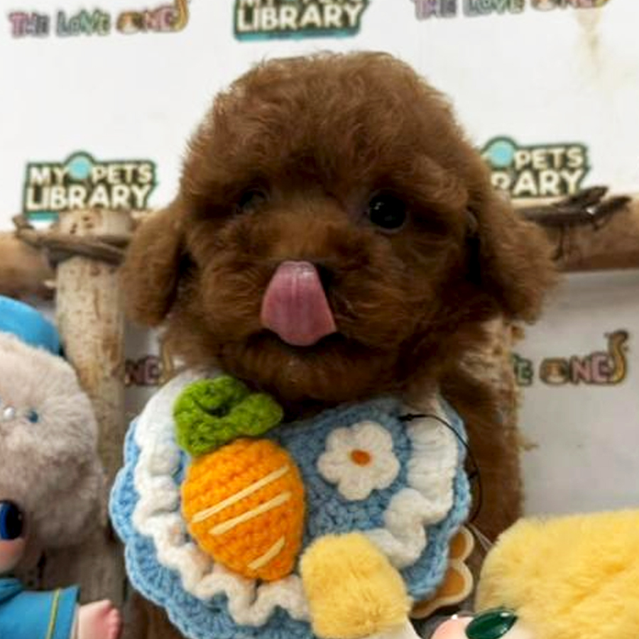 Tiny Toy Poodle Puppy