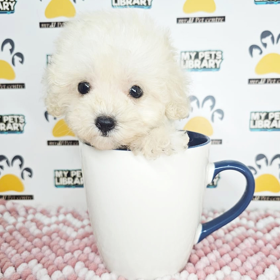 Teacup Poodle Puppy