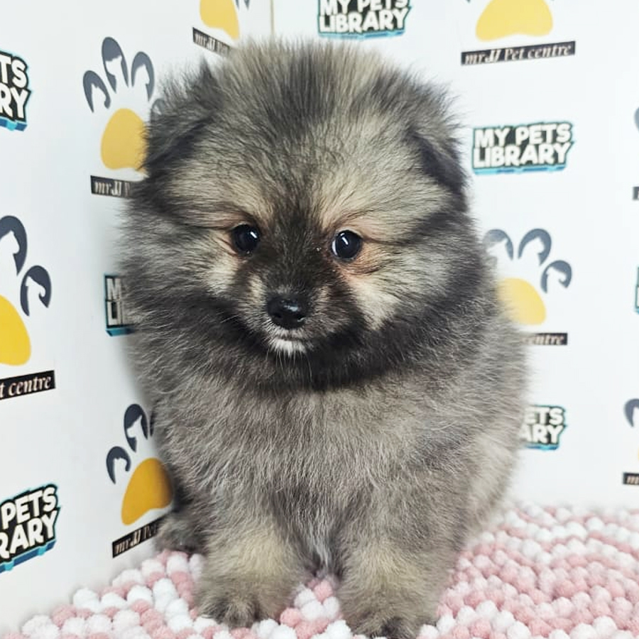 Pomeranian Puppy