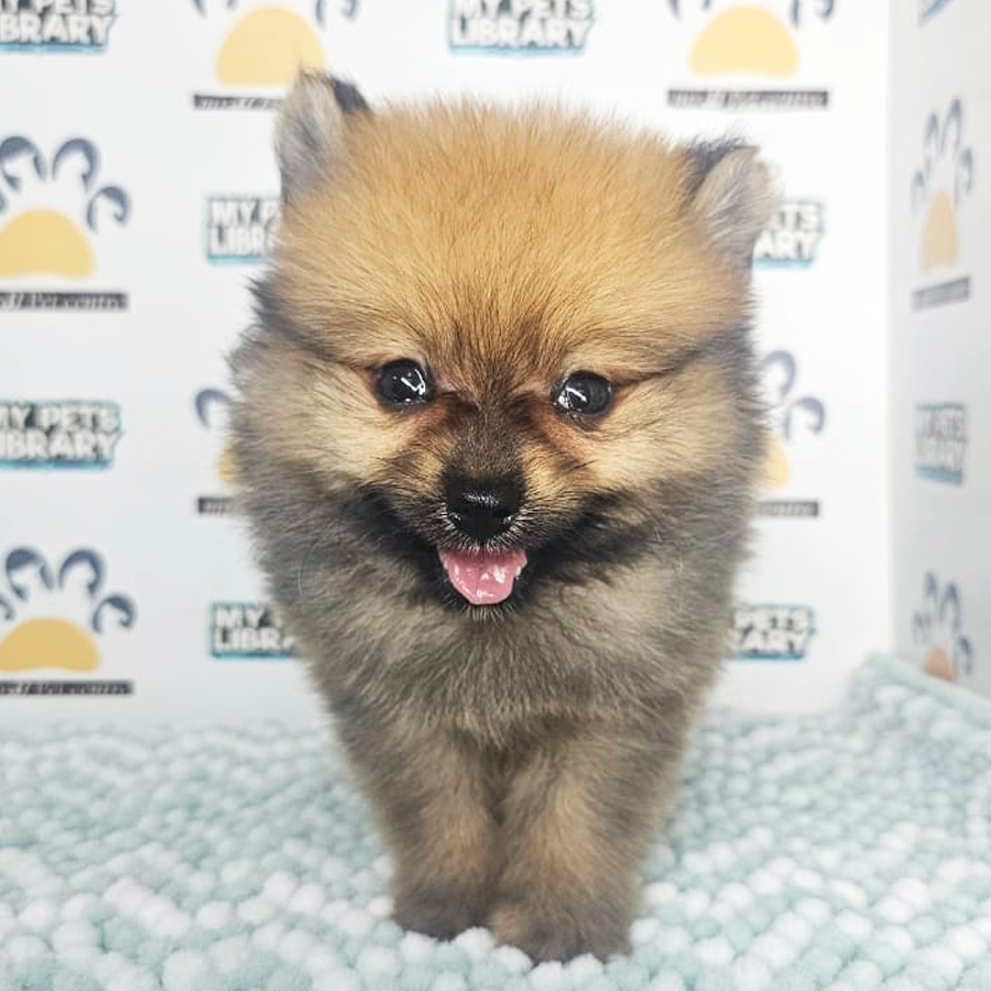 Tiny Pomeranian Puppy