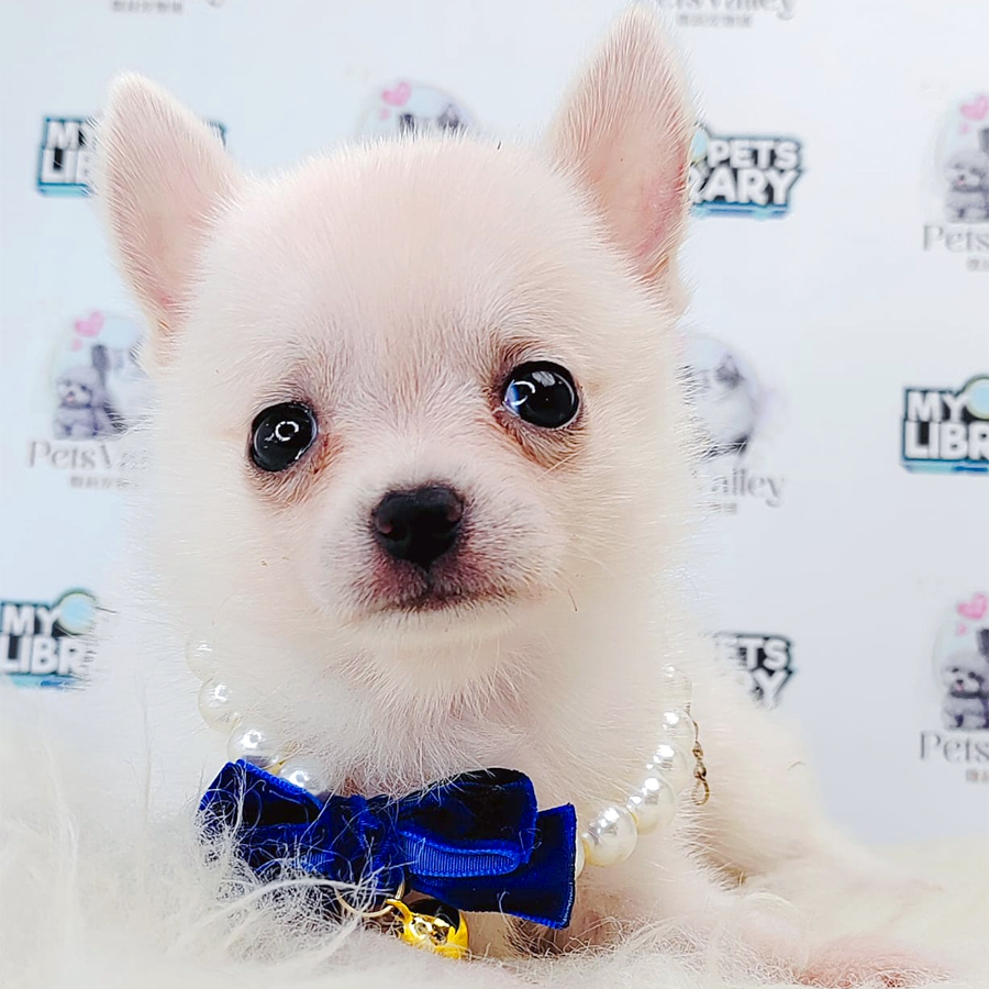 Chihuahua Puppy