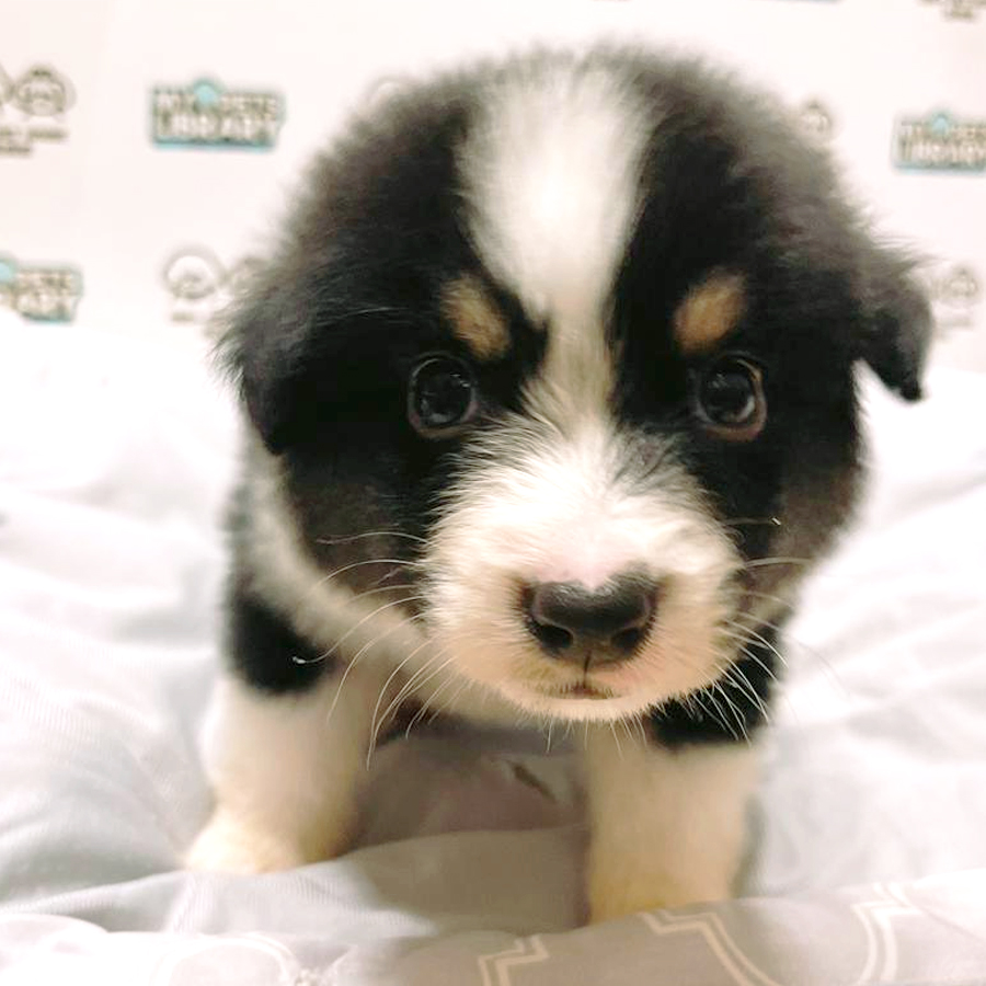 Australian Shepherd Puppy