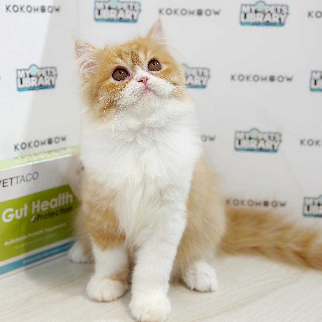 Turkish Angora Persian Kitten