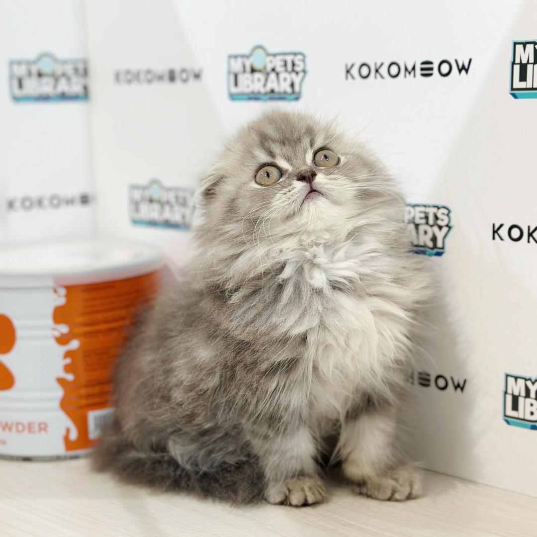 Scottishfold Kitten