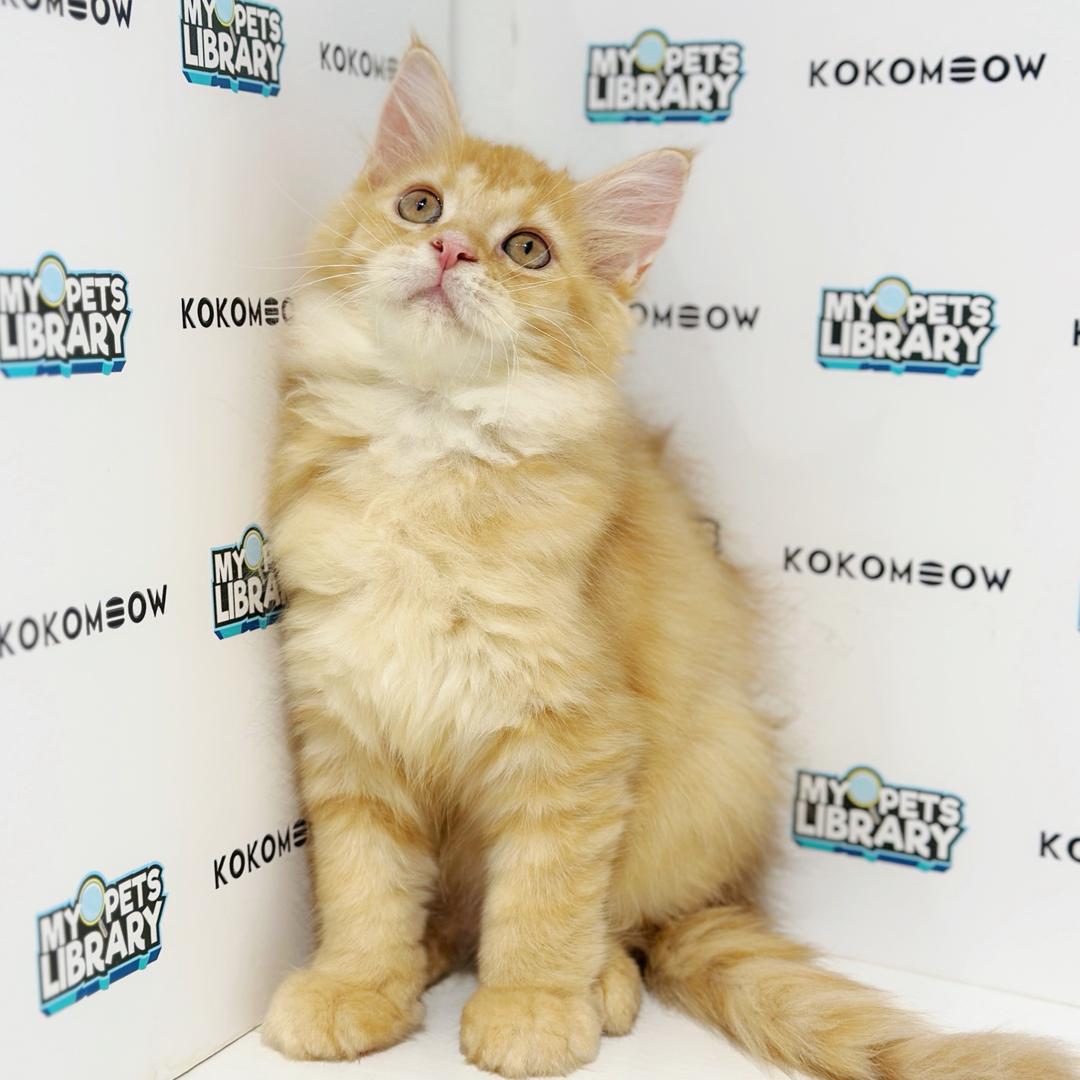 Maine Coon Persian Kitten