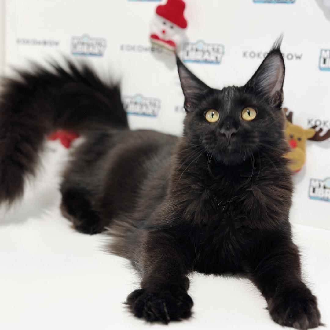 Maine Coon Kitten