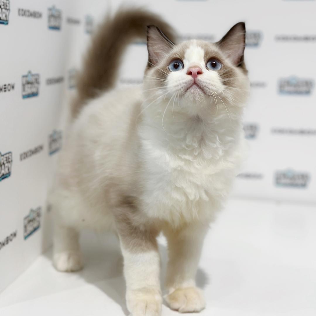 Ragdoll Kitten
