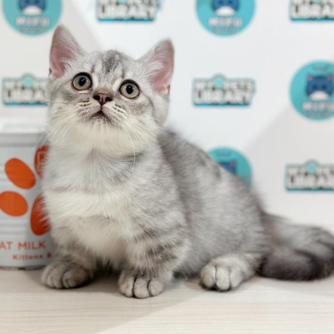 Super Short Munchkin British Shorthair Kitten