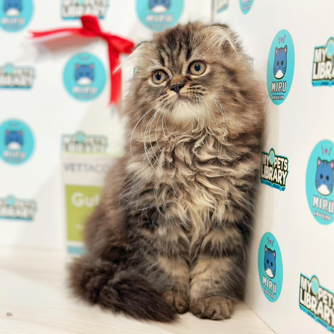 Scottishfold Kitten
