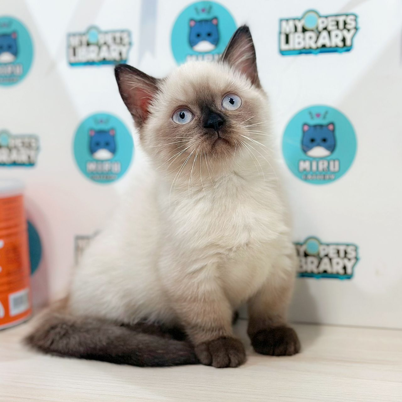 Munchkin British Shorthair Kitten