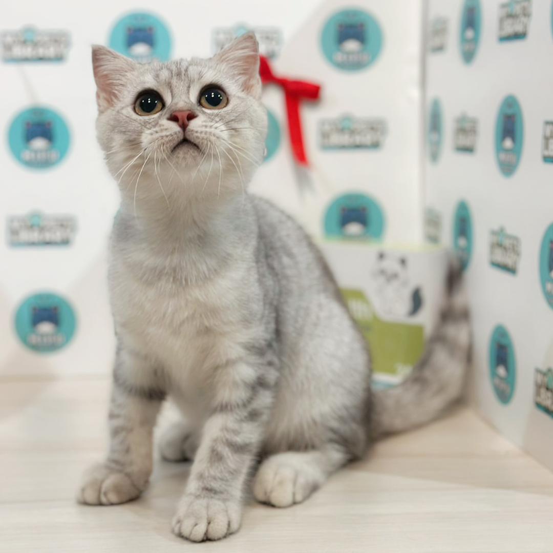 Scottishfold Kitten