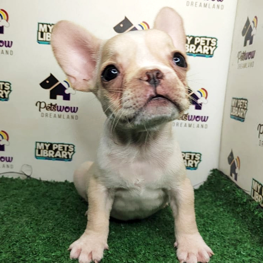 French Bulldog Puppy
