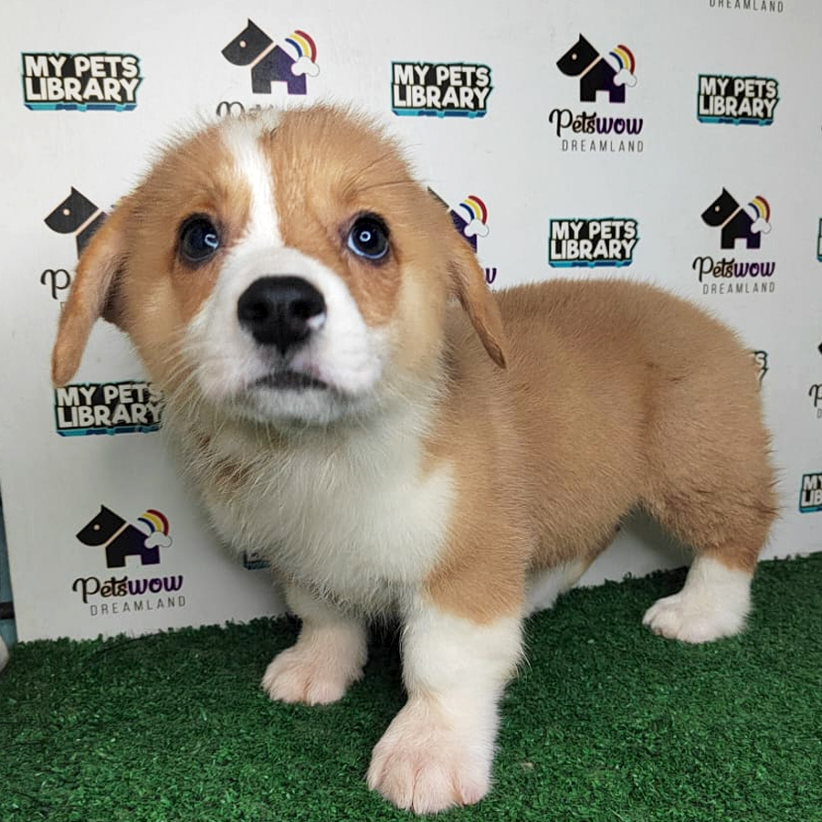 Pembroke Welsh Corgi Puppy