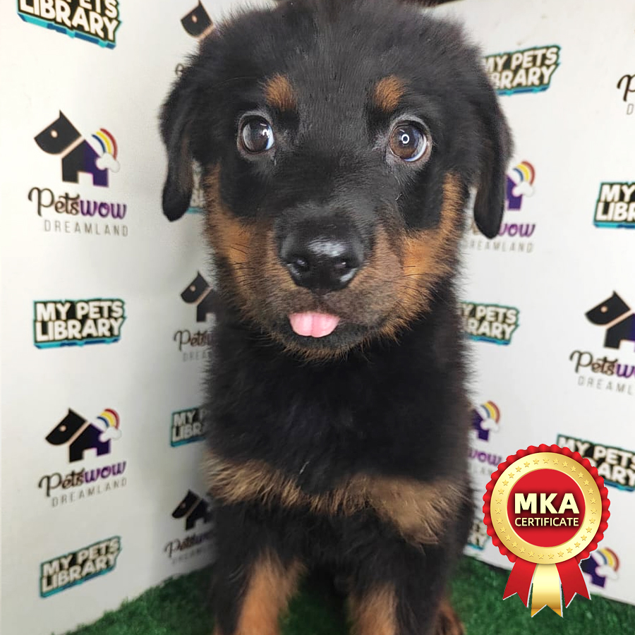Rottweiler Puppy