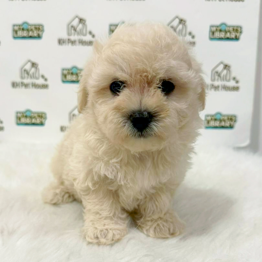 Maltipoo Puppy