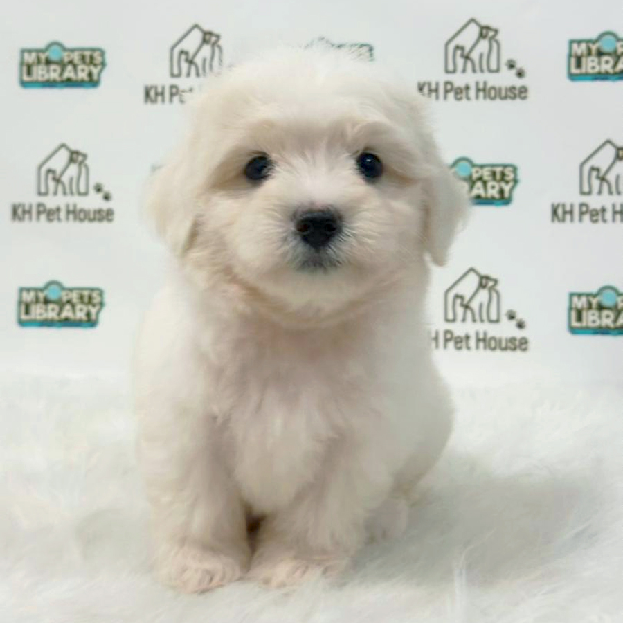 Maltipoo Puppy