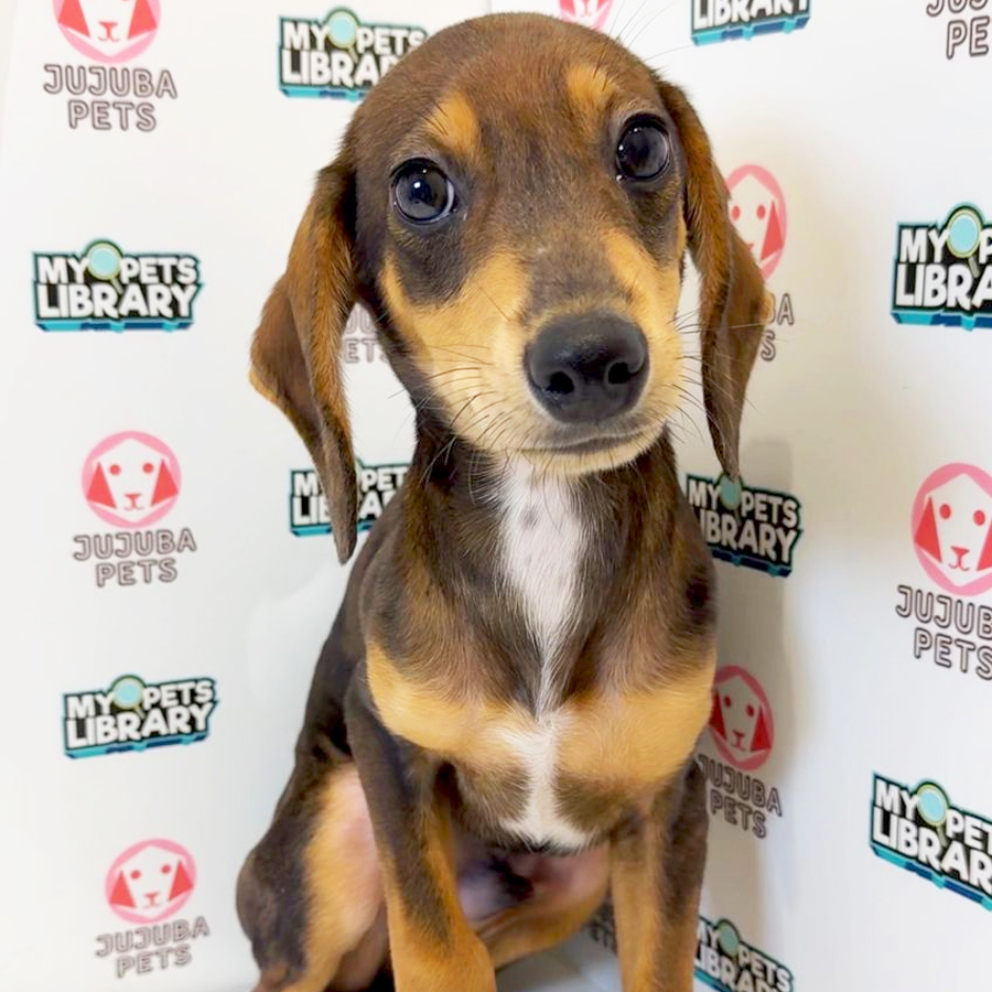 Doxle Puppy