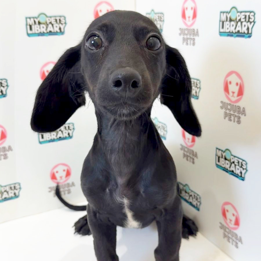 Dachshund Puppy