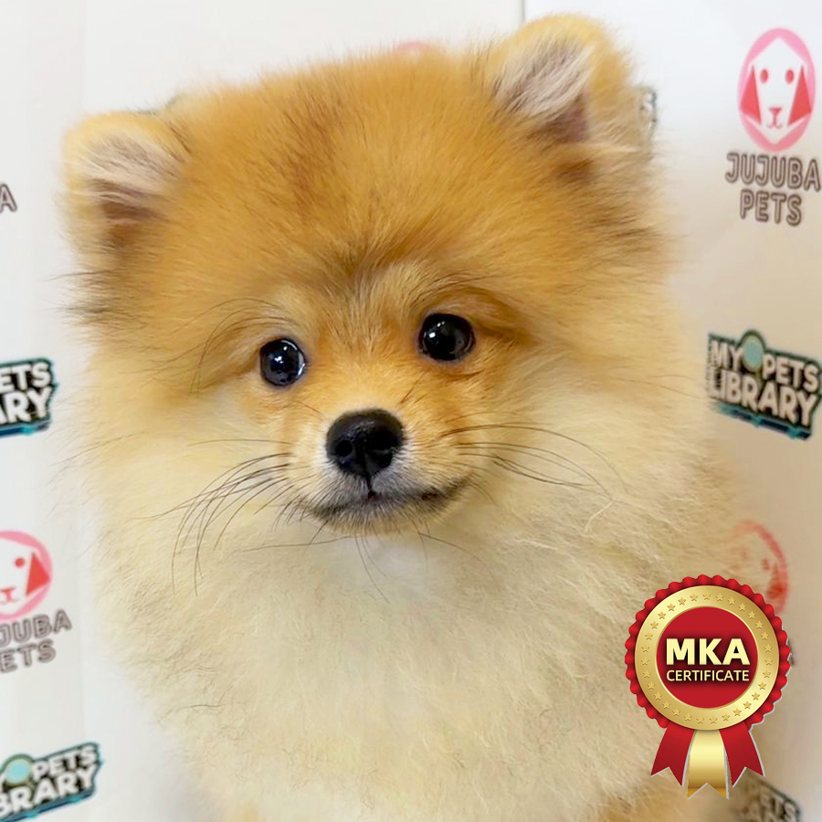 MKA Pomeranian Puppy