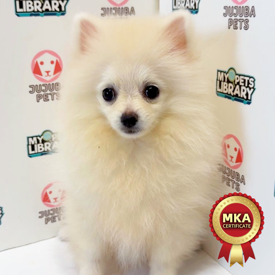 MKA Pomeranian Puppy