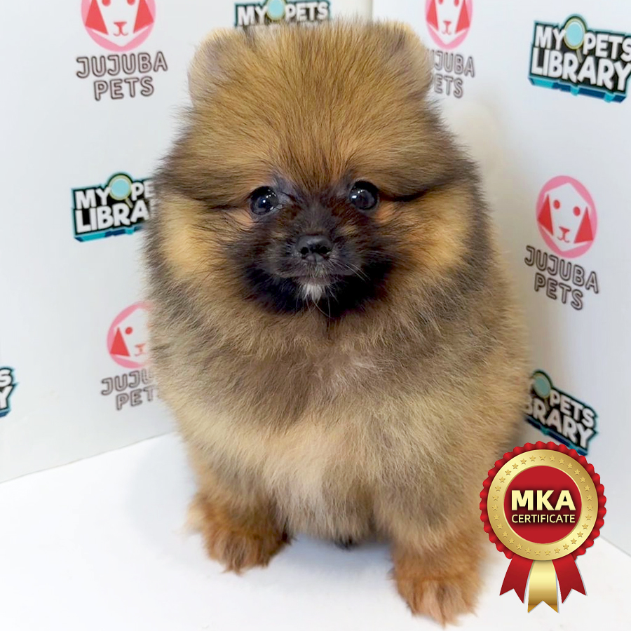 MKA Pomeranian Puppy