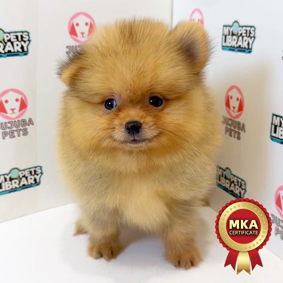MKA Pomeranian Puppy
