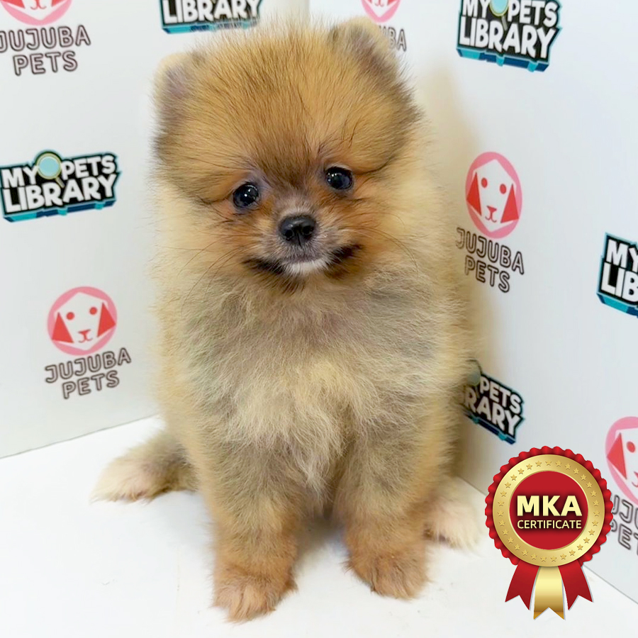 MKA Pomeranian Puppy