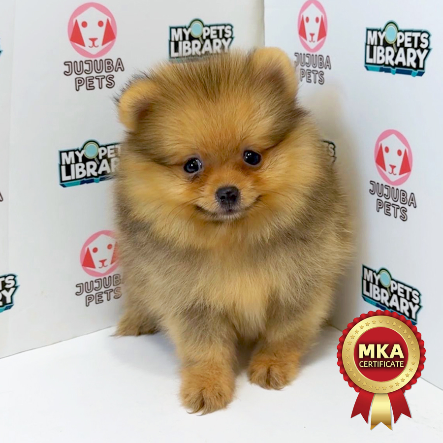 MKA Pomeranian Puppy