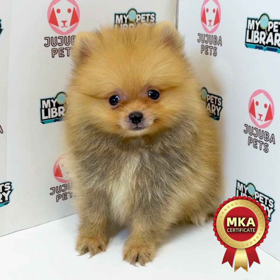 MKA Pomeranian Puppy