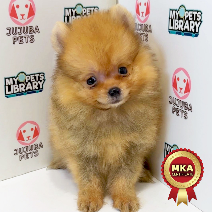 MKA Pomeranian Puppy