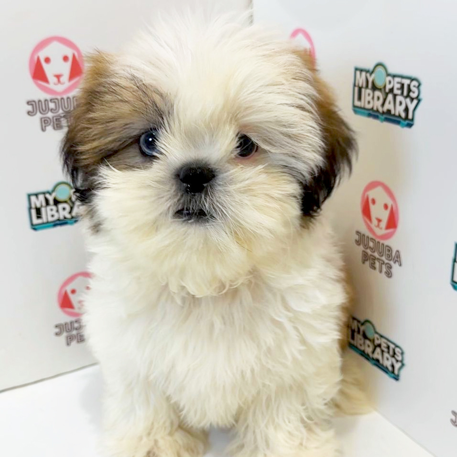 Shih Tzu Puppy