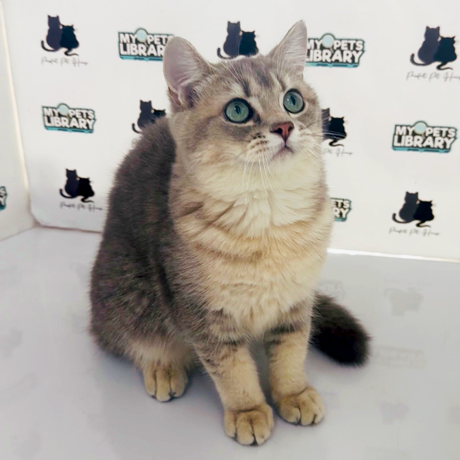 British Shorthair Kitten
