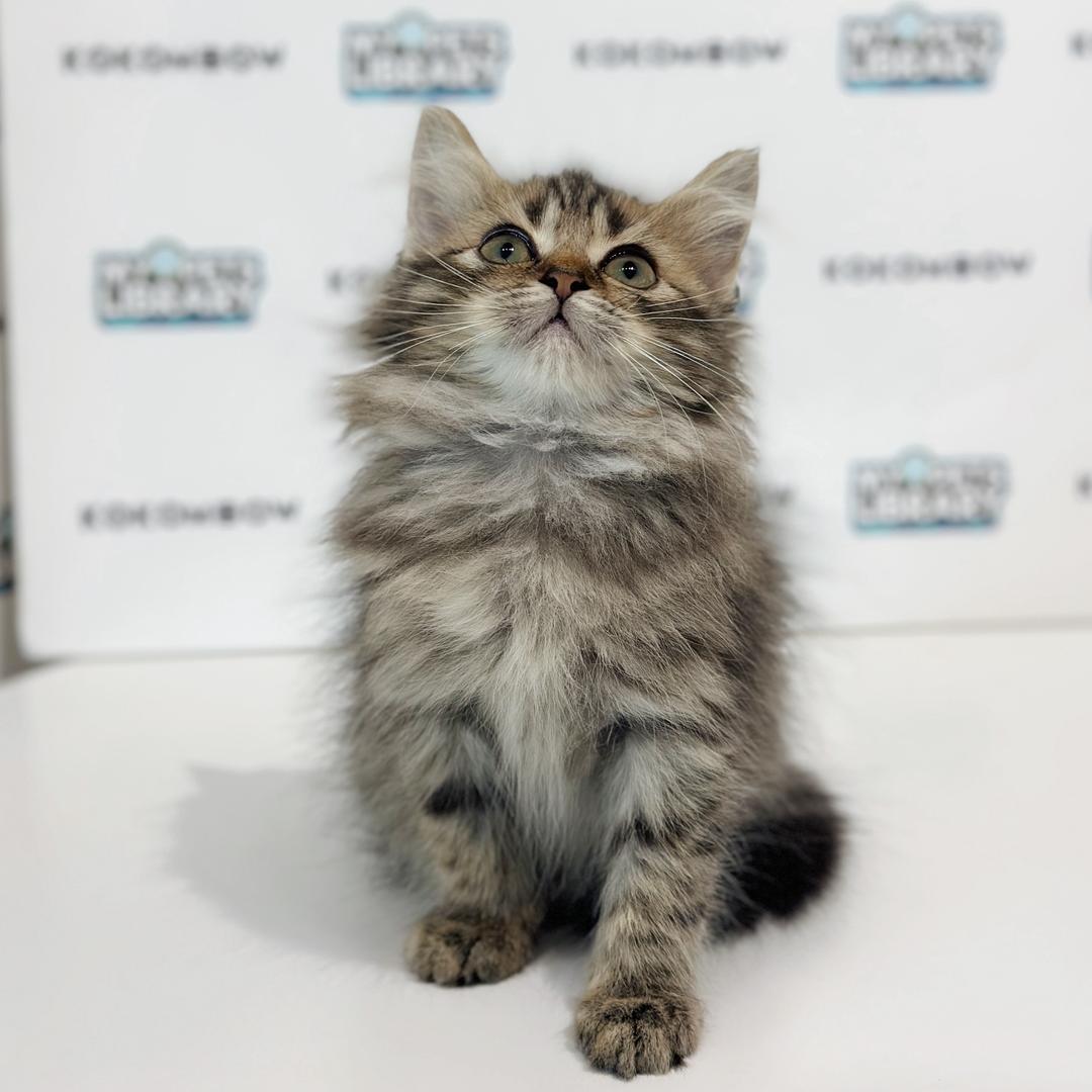 Turkish Angora Persian Kitten