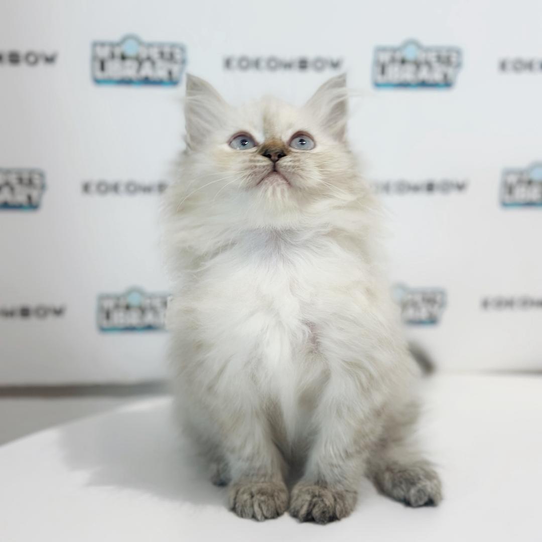 Turkish Angora Persian Kitten