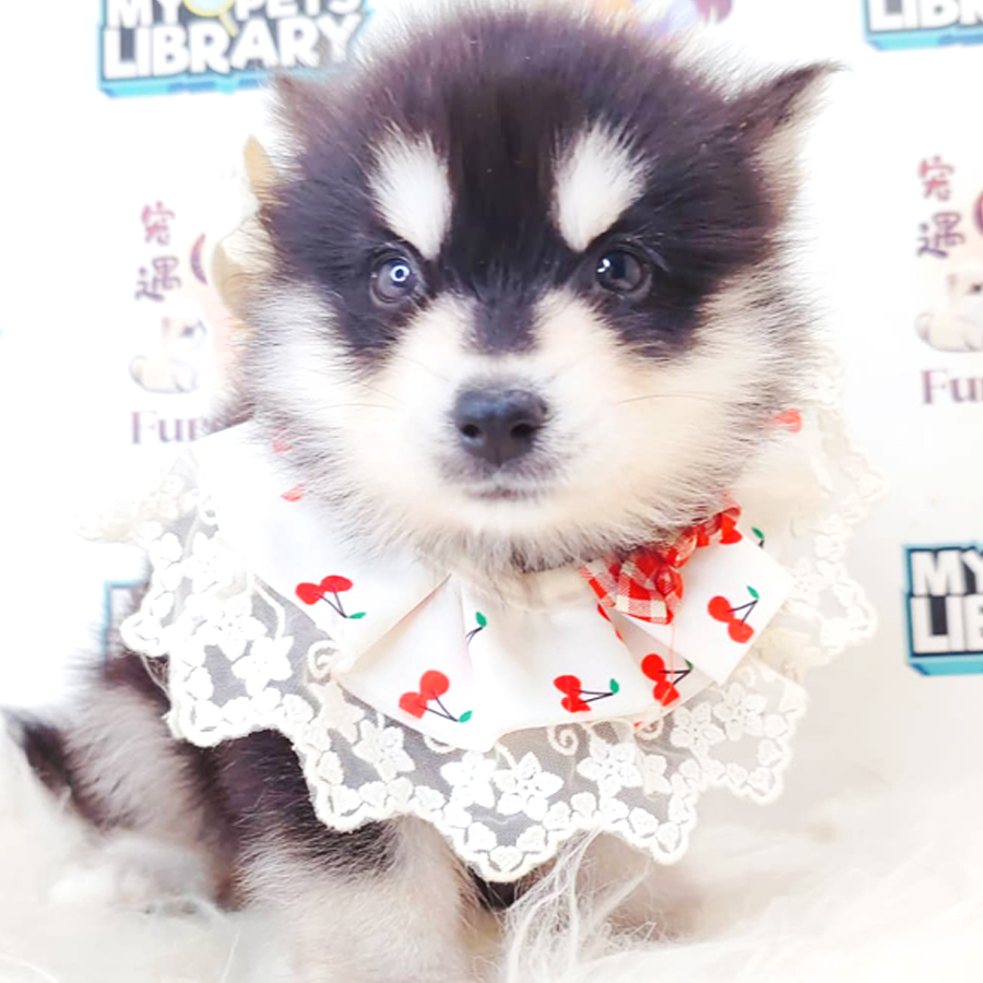 Pomsky Puppy
