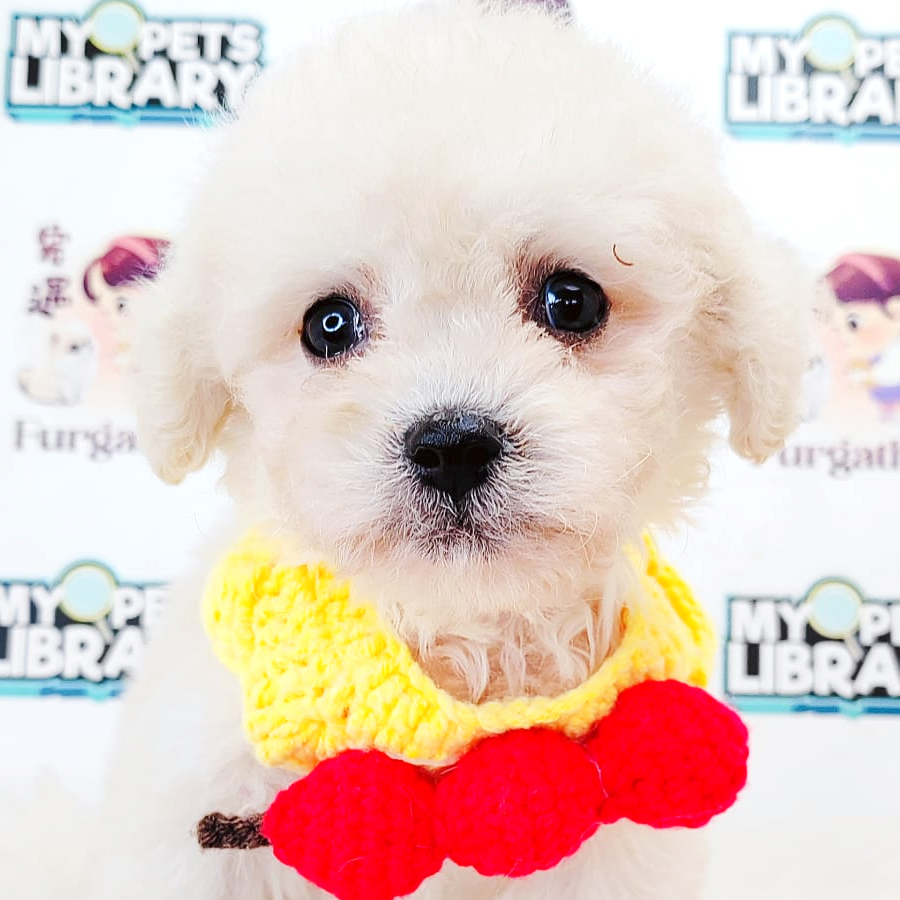 Poodle Puppy