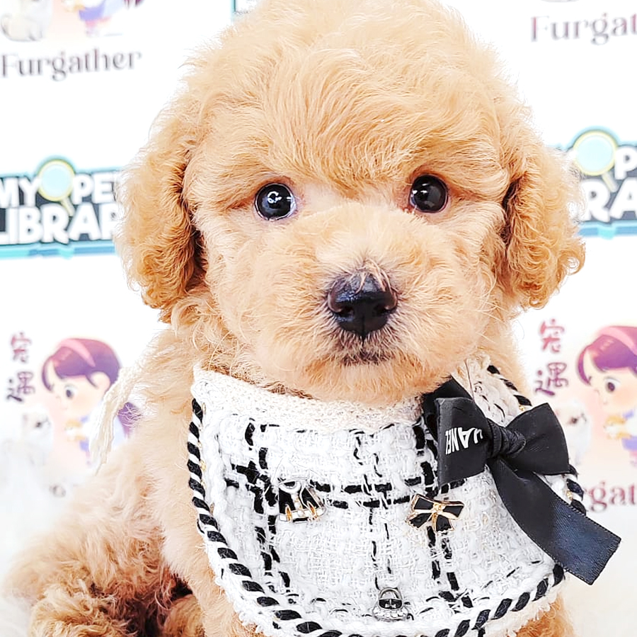 Poodle Puppy