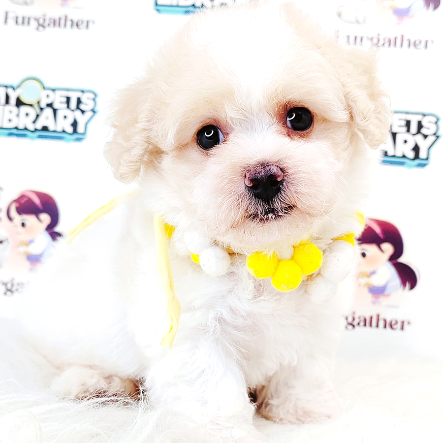 Maltipoo Puppy