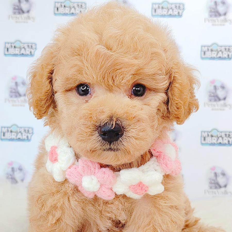 Toy Poodle Puppy