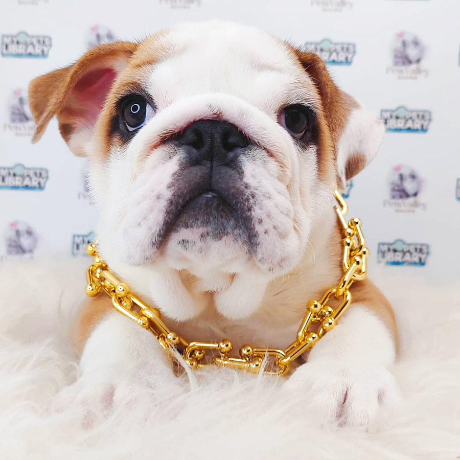 English Bulldog Puppy