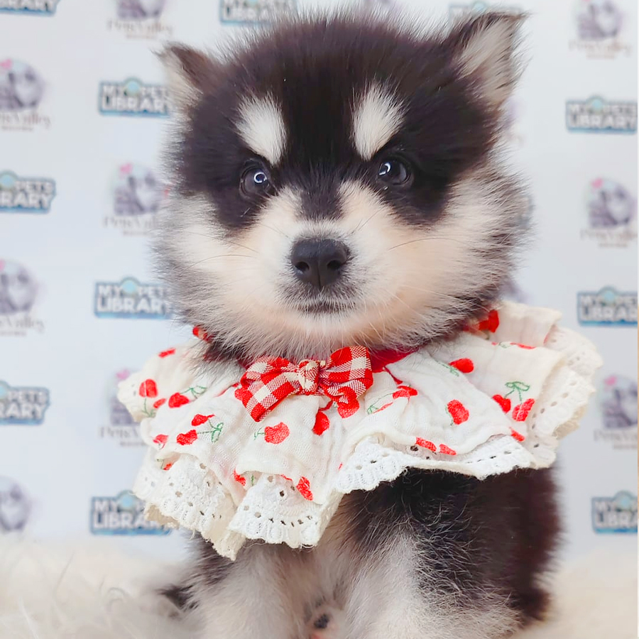 Pomsky Puppy