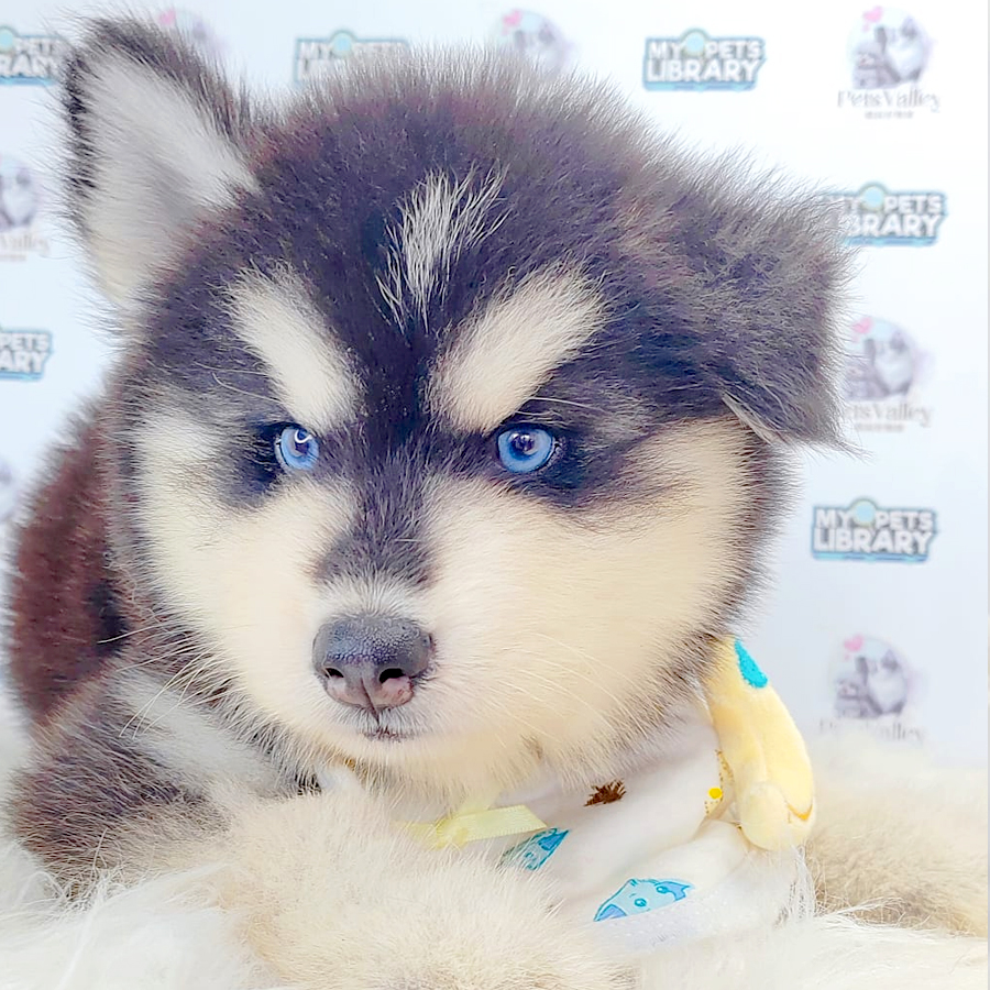 Wooly Alaskan Puppy