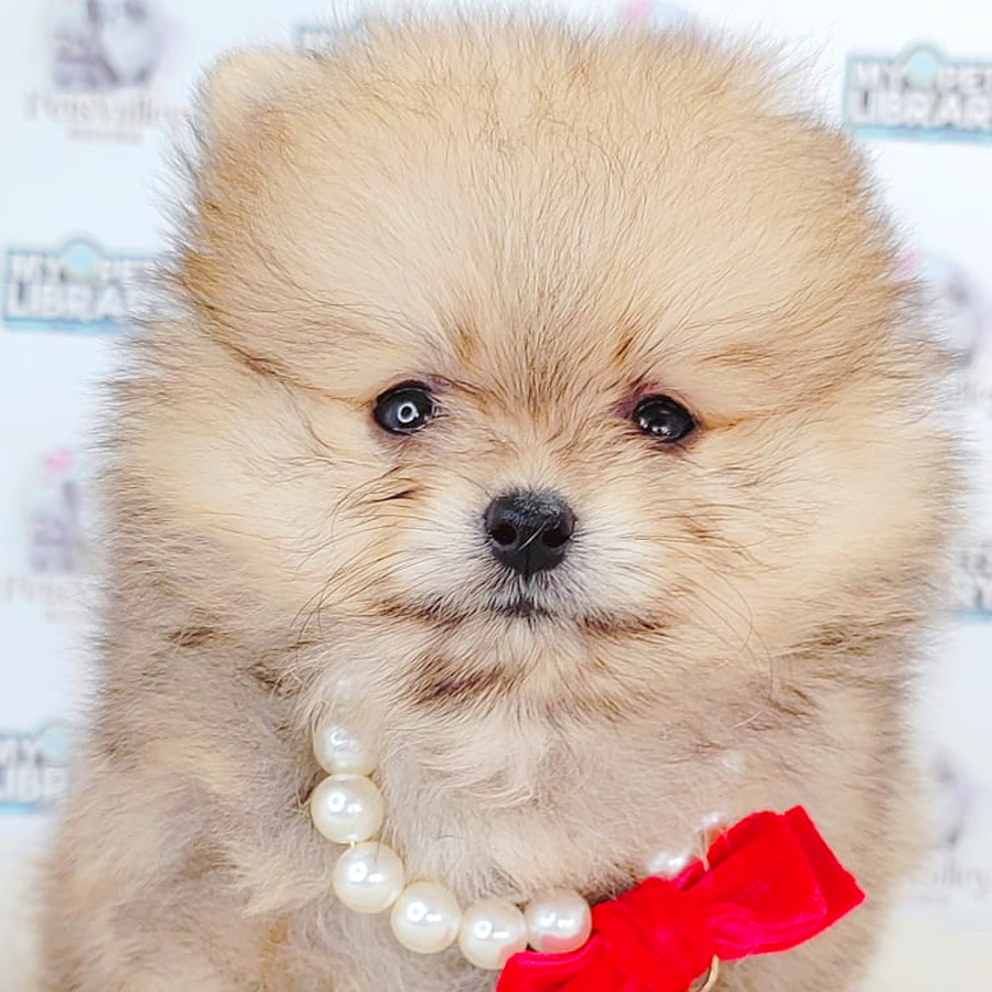 Pomeranian Puppy