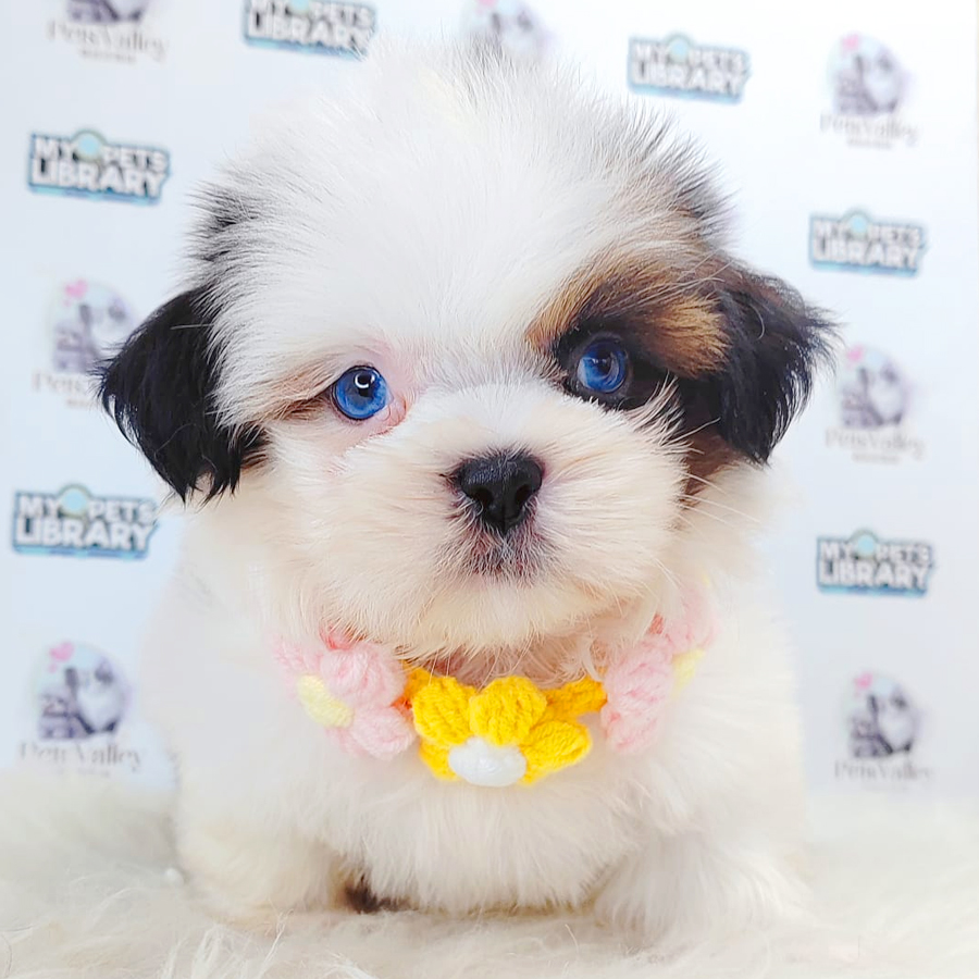 Shih Tzu Puppy