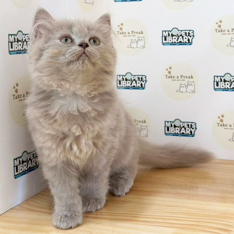 British Longhair Kitten