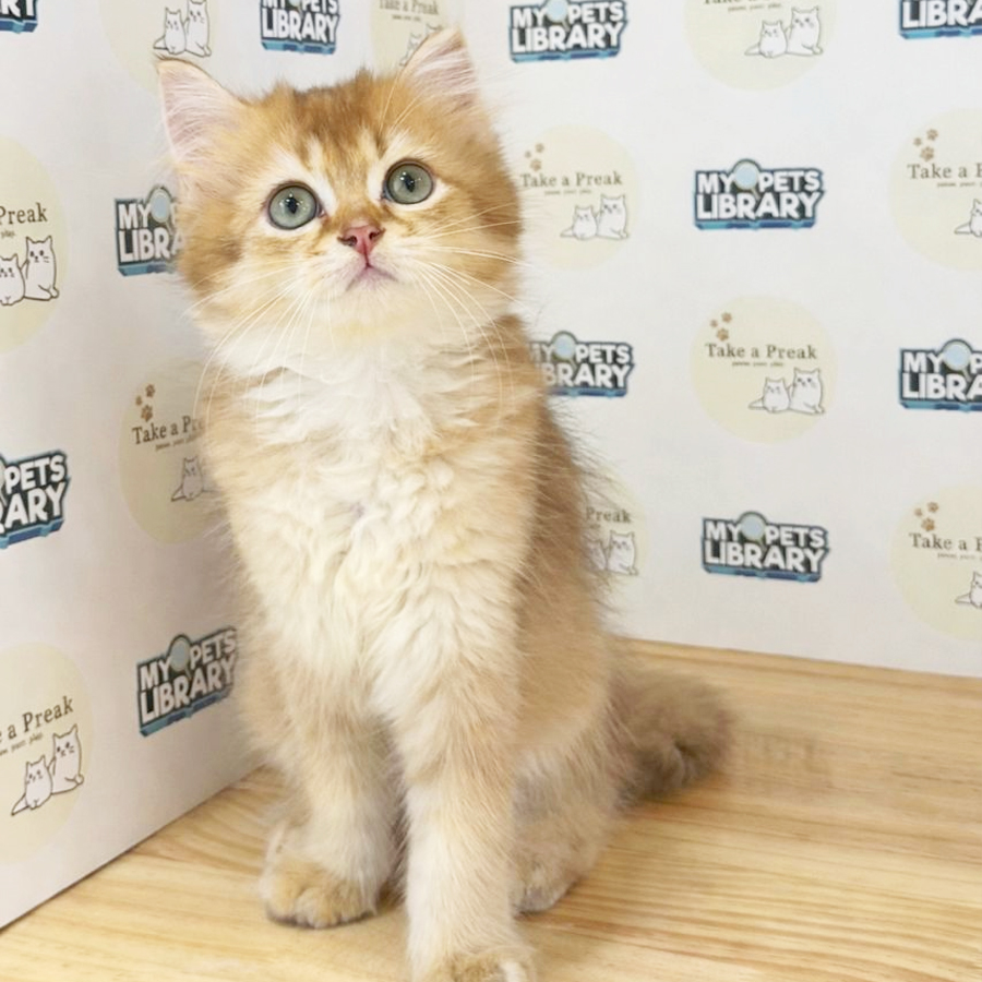 British Longhair Kitten