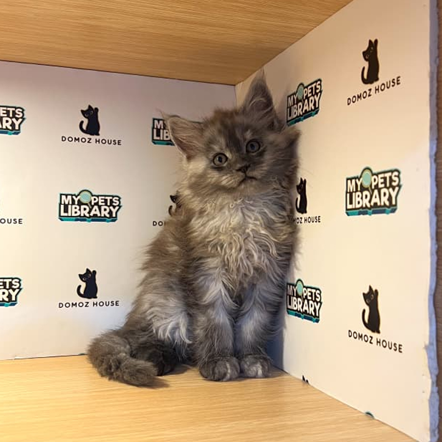 Maine Coon Kitten